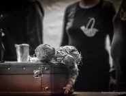 wedrowne_ptaki_fotorelacja_21